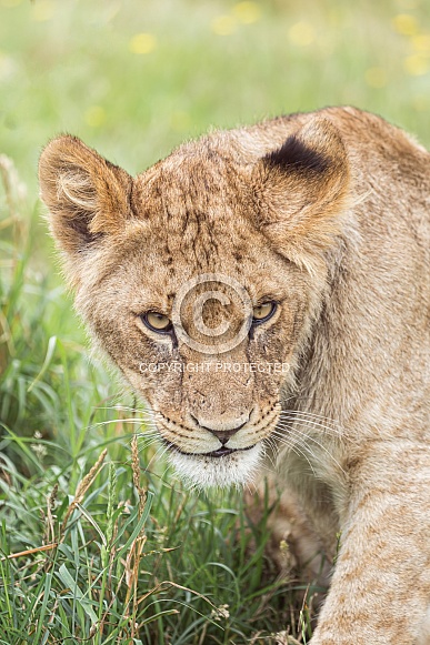 African Lion (young) African Lion (young)