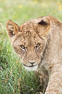 African Lion (young)