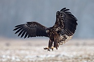 The white-tailed eagle