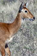 Puku antelope (Kobus vardonii) - Botswana