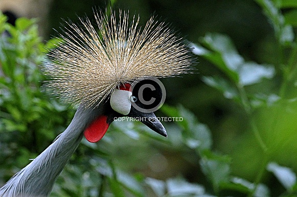 Grey crowned Crane Grey crowned Crane
