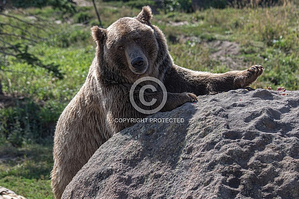 Grizzly Bear