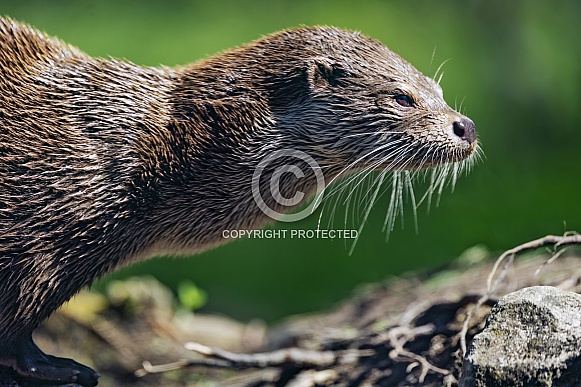 Profile of an otter