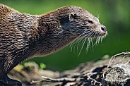 Profile of an otter