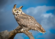 Great Horned Owl on Branch with Clouds