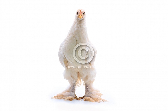 Cochin Chicken Cochin Chicken