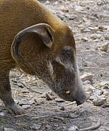 Red River Hog