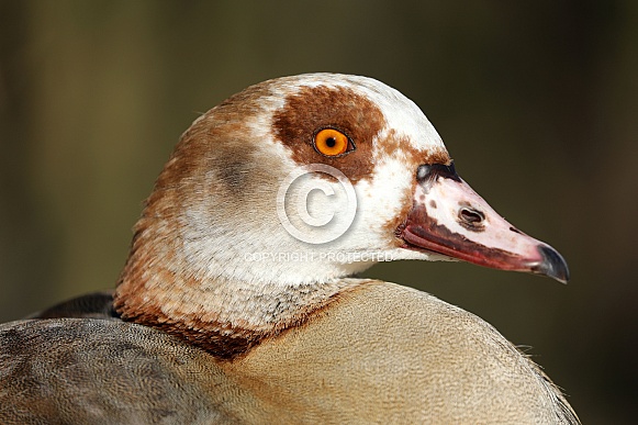 Egyptian goose (Alopochen aegyptiaca)