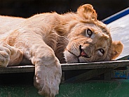 Lioness Resting