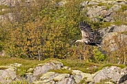 White tailed eagle or European Eagle