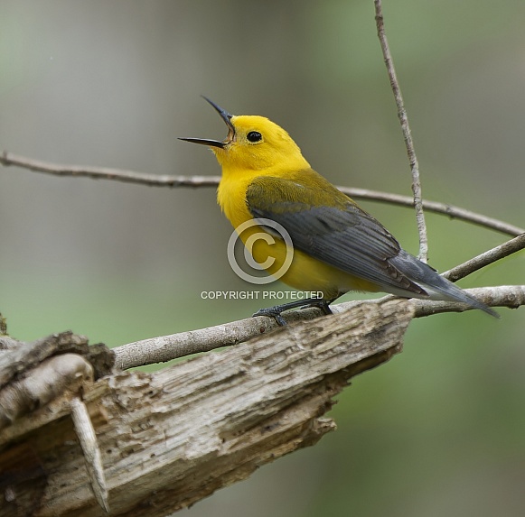 Prothonotary Warbler