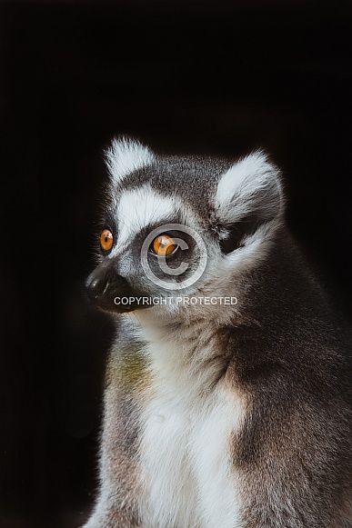 Ring Tailed Lemur Ring Tailed Lemur