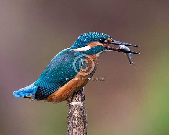 Female Kingfisher Female Kingfisher