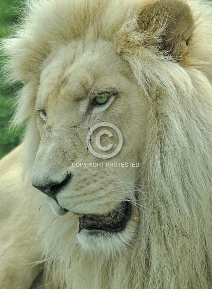 White Lion White Lion