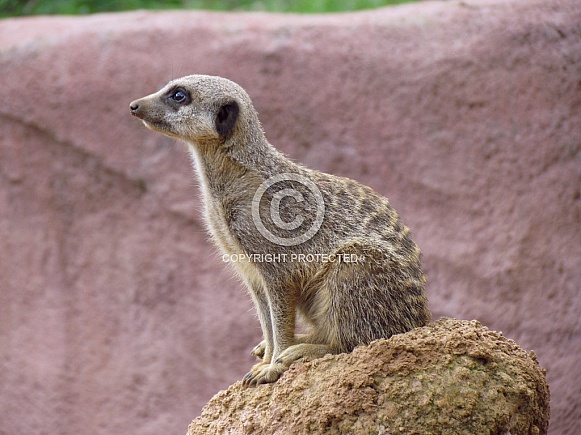 Meerkat Meerkat