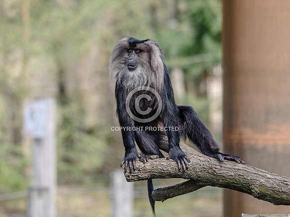 Lion-tailed Macaque