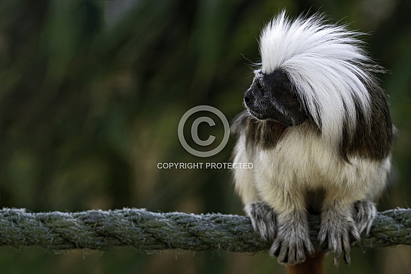 Cotton Topped Tamarin Side Profile Sitting On A Rope Cotton Topped Tamarin Side Profile Sitting On A Rope