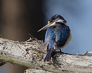 Forest Kingfisher