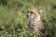 Profile of a cheetah in the grass