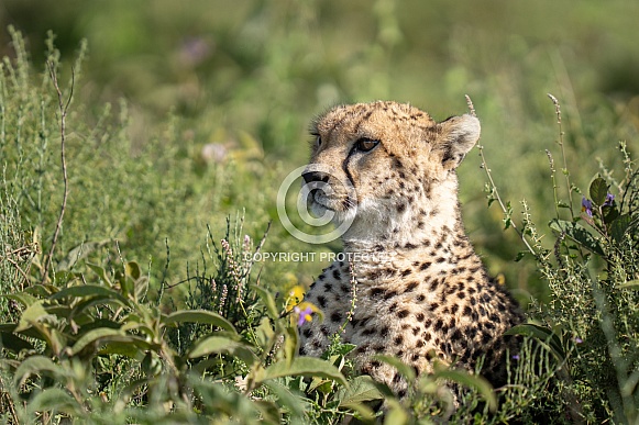 Profile of a cheetah in the grass