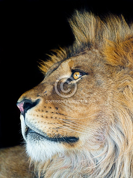 Lion Lion