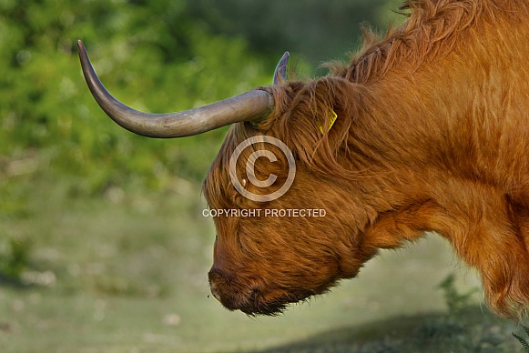 Highland Cow
