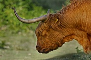 Highland Cow
