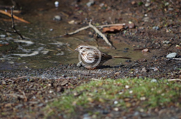 Song Sparrow