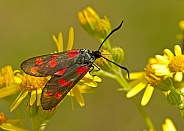 Six-Spot Burnet Moth