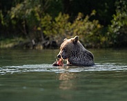 Bear cub sitting in the water with a fish