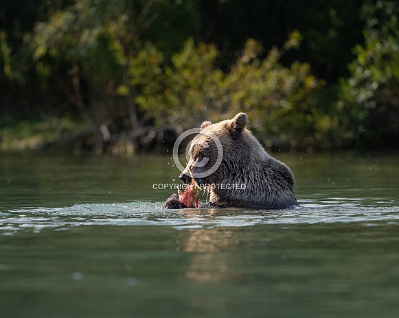 Bear cub sitting in the water with a fish