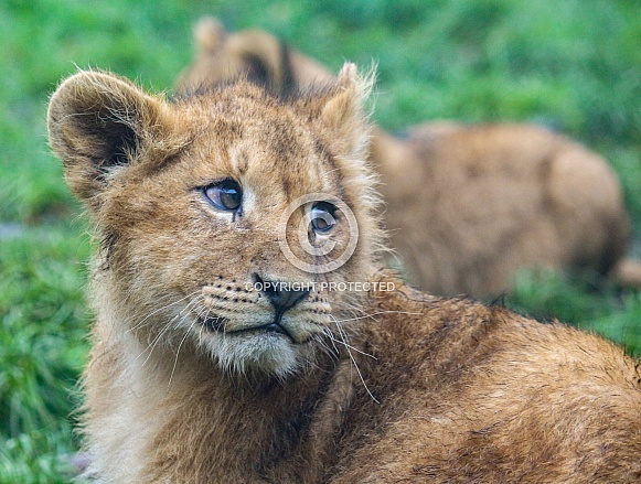 Lion Cub