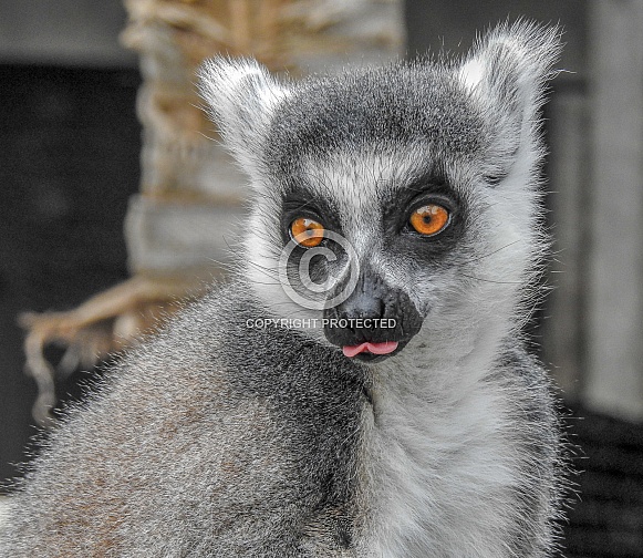 Lemur