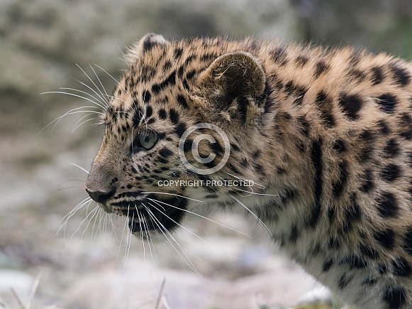 Amur Leopard cub Amur Leopard cub
