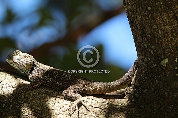 Agama lizard.