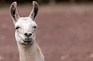 Llama Close Up Face Shot Ears Up