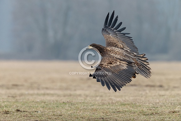 White tailed eagle or European Eagle