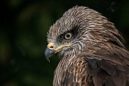 Black Kite Close Up Head Shot