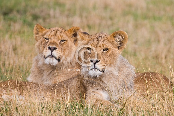 African Lion Cubs African Lion Cubs
