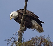 Bald Eagle