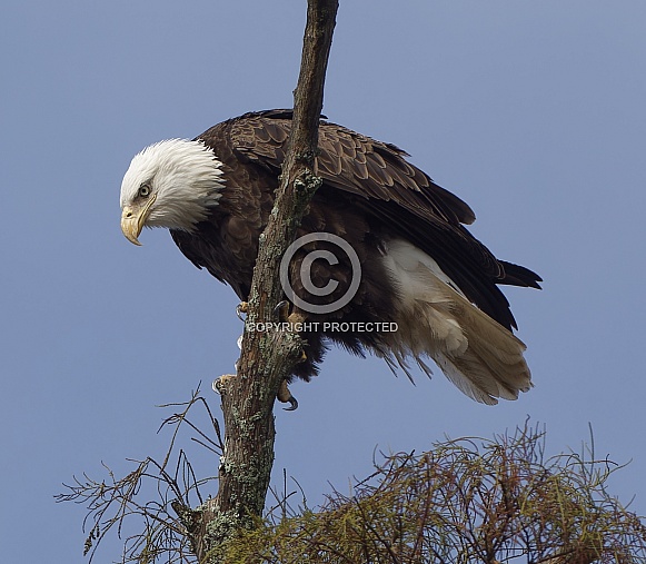 Bald Eagle