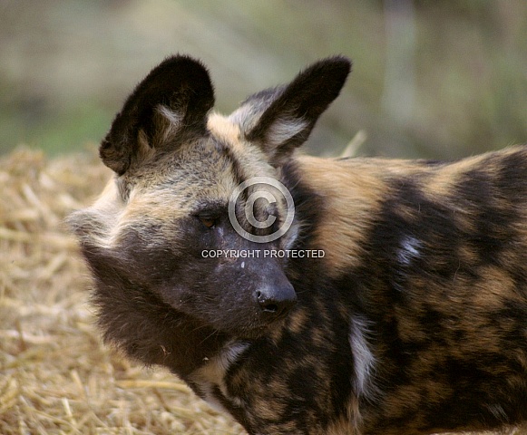 African Wild Dog