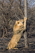 African Lion (Male)