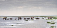 Elephant crossing