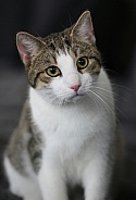 Domestic cat 