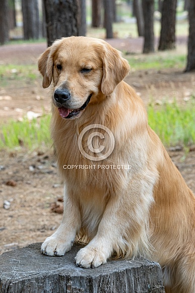 Golden Retriever posing on a tree stump