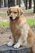 Golden Retriever posing on a tree stump
