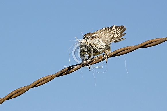 Cactus Wren Cactus Wren
