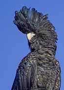 Red-tailed Black cockatoo