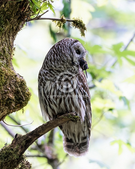 Barred Owl